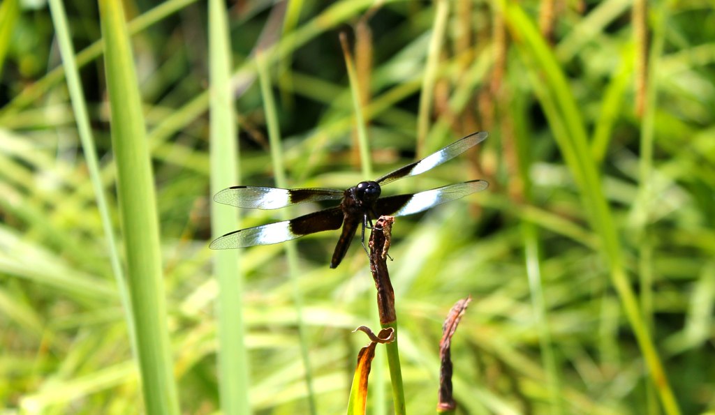 a dragon flys over tall green grass