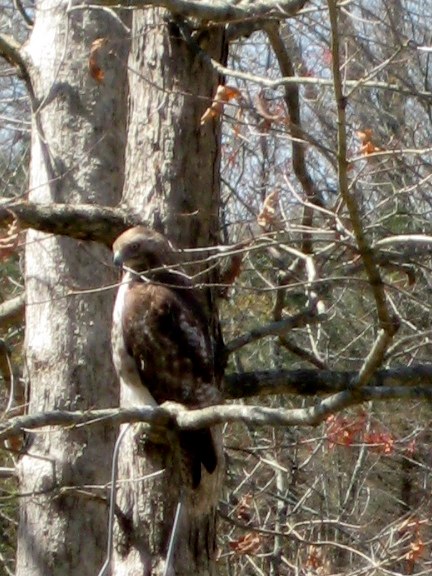 a bird perched on top of a tree nch