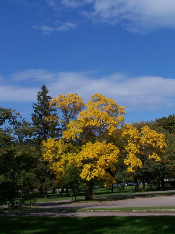 a yellow tree stands in the middle of a park