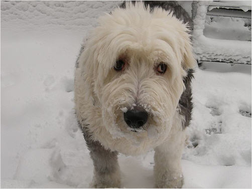 a white dog walking through snow covered ground