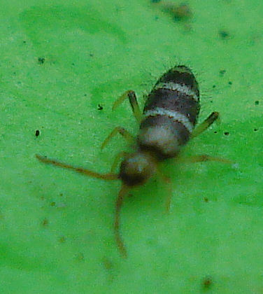 a small insect sitting on top of a green plant