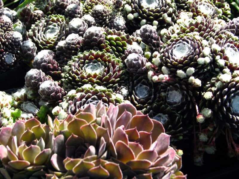 a pile of succulents are shown with one plant out