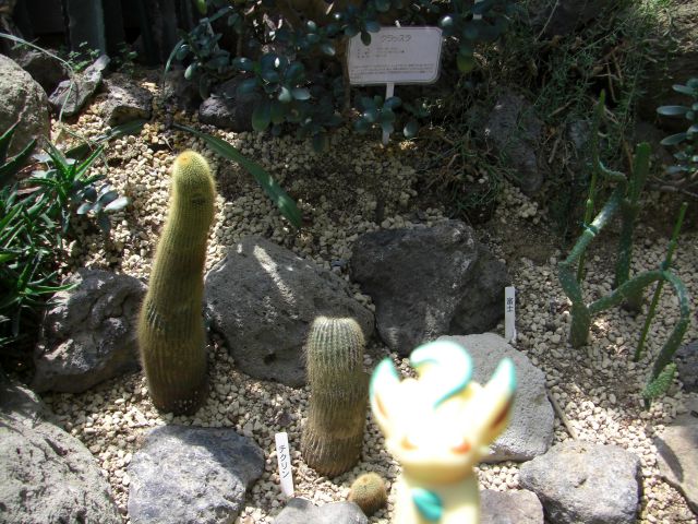 a cactus with an ear shaped plant in the middle