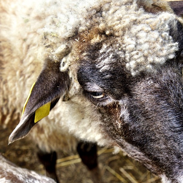 an image of a close up picture of a sheep