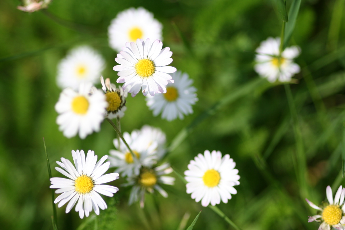 a group of white flowers that are next to green grass