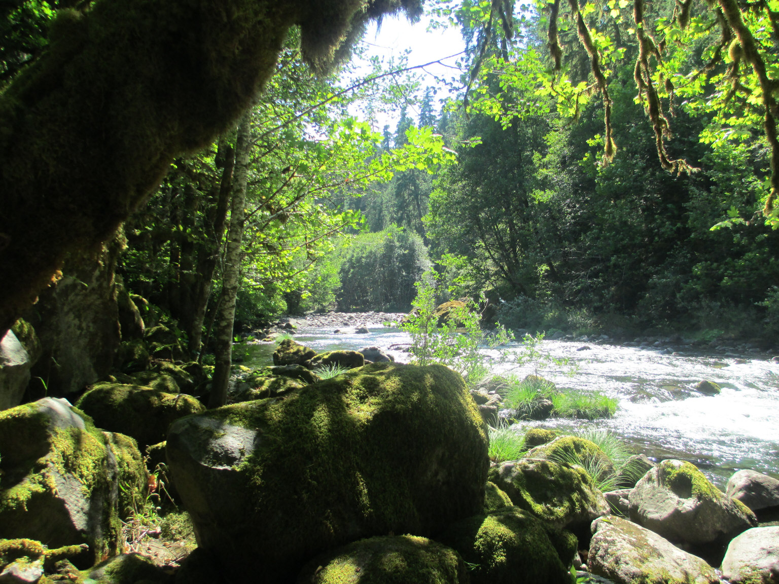 lush green trees stand next to a river surrounded by rocks