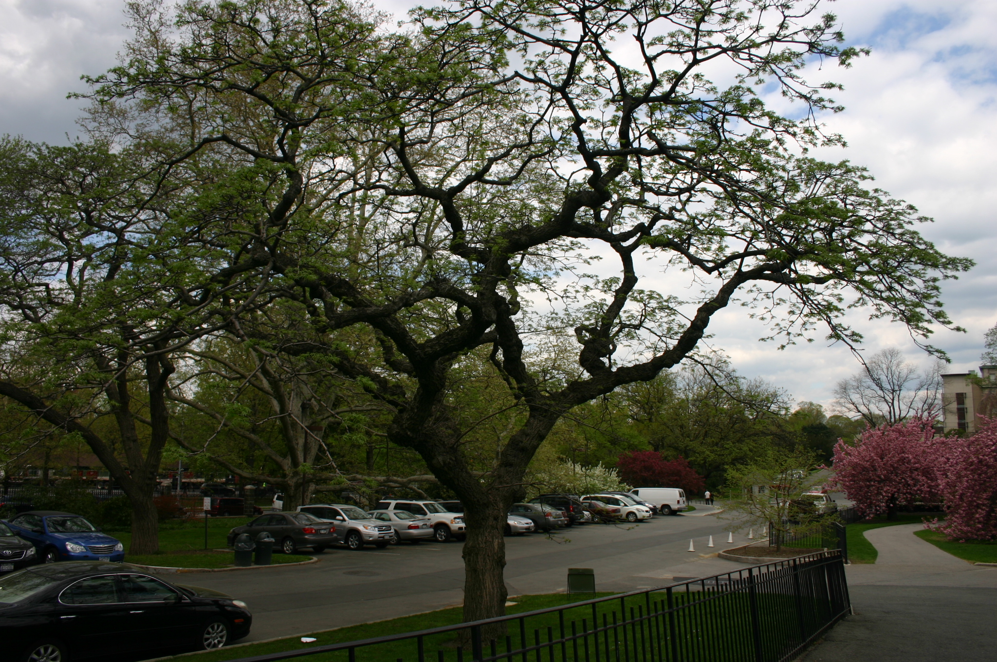 a parking lot lined with parked cars and trees