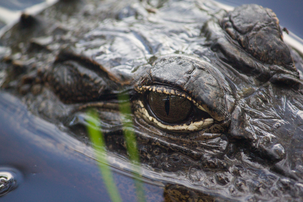 a crocodile's eyes are visible from the water
