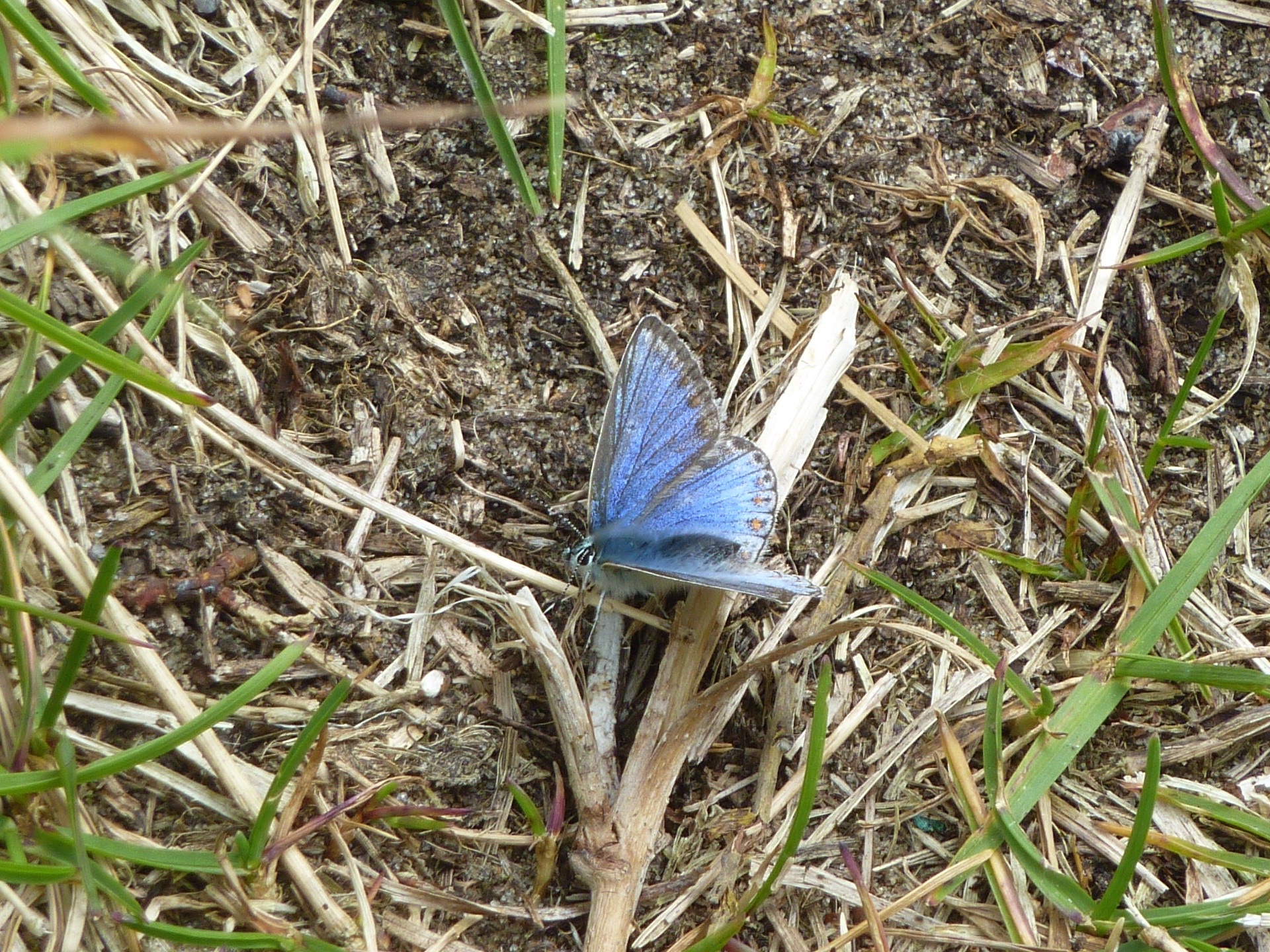 a blue erfly that is sitting on a stick