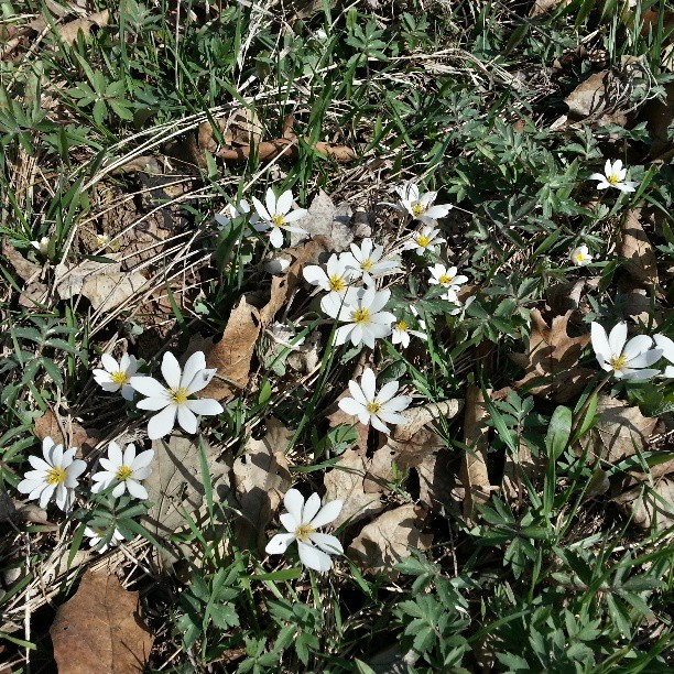 some flowers are growing in the dirt on the ground