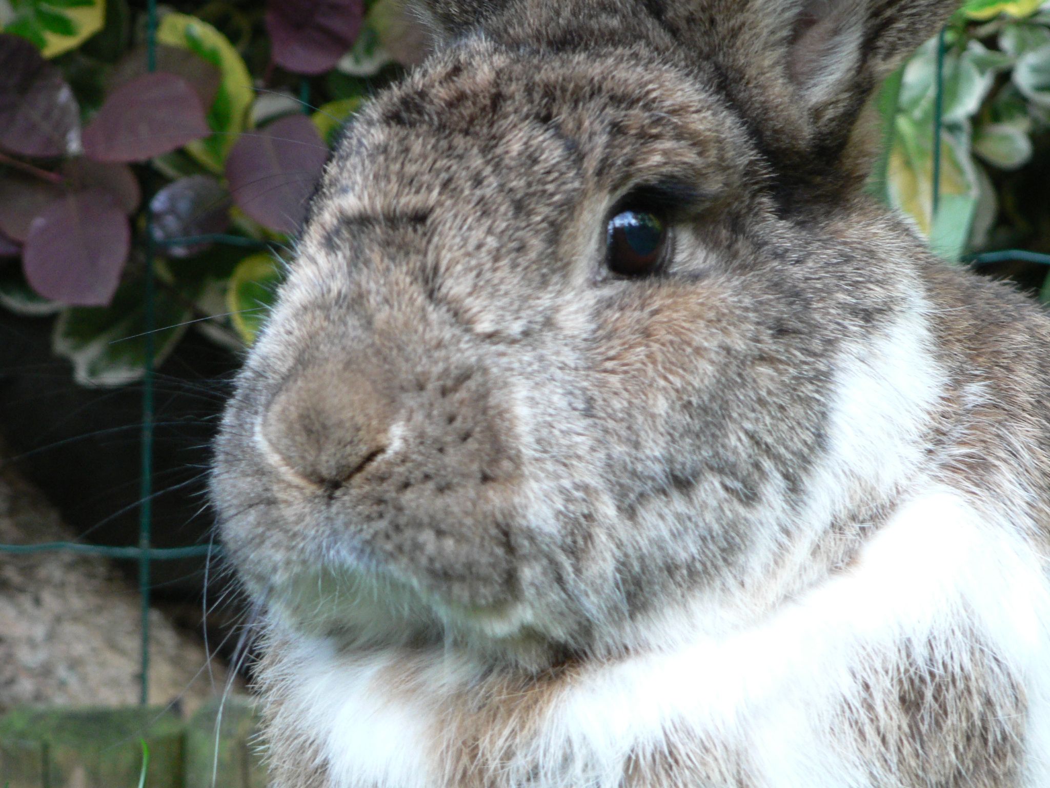 a close up of a brown and white bunny