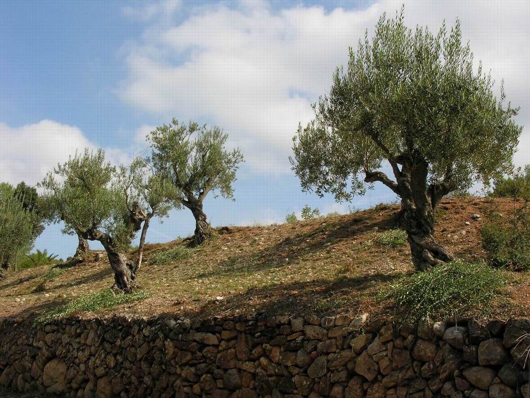 an image of olive trees on the hill top