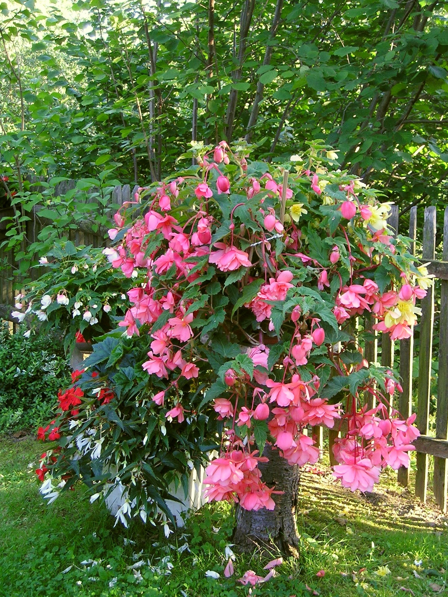 several pink flowers in a pot by a fence