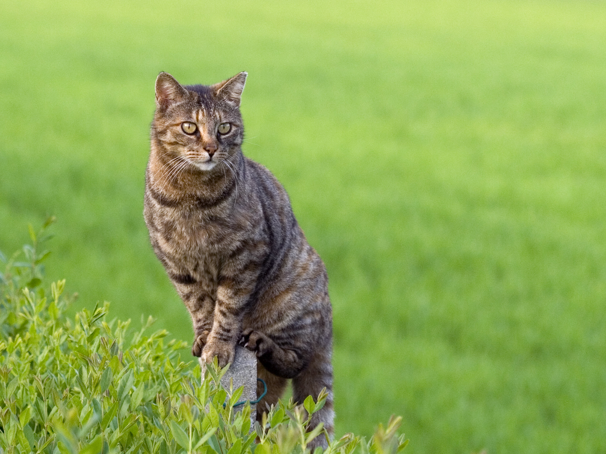 a big brown cat is standing up in the tall grass