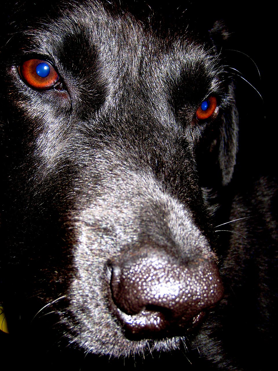 a close up of a dog's face with a sad look on its face