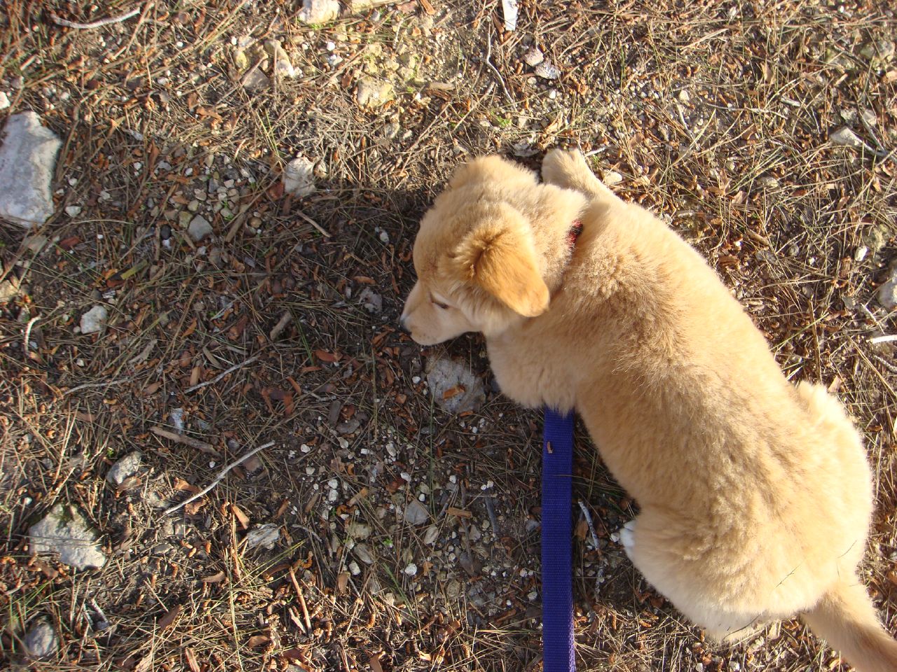 a little puppy sitting on top of a blue leash