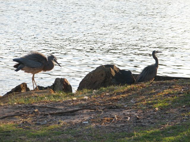 two large birds standing on some rocks near a body of water