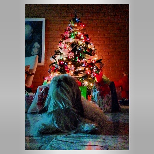 the dog sits under the christmas tree while looking at soing on the ground