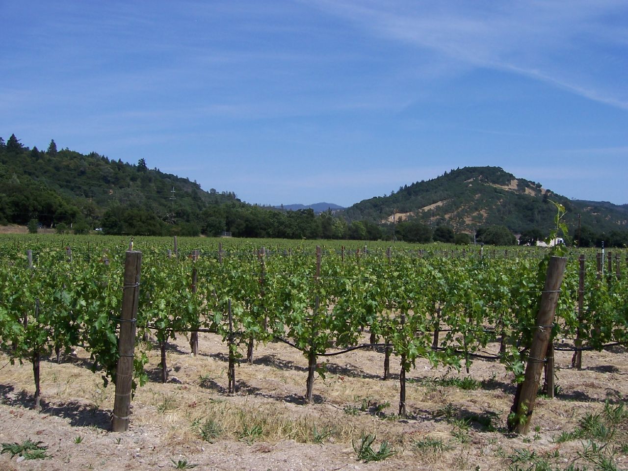 an outdoor vineyard area with vines and mountains in the background