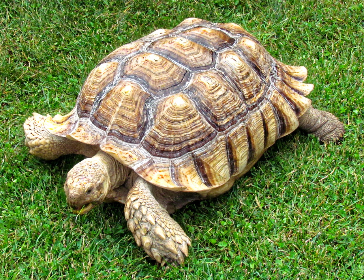 a small tortoise is laying in the grass