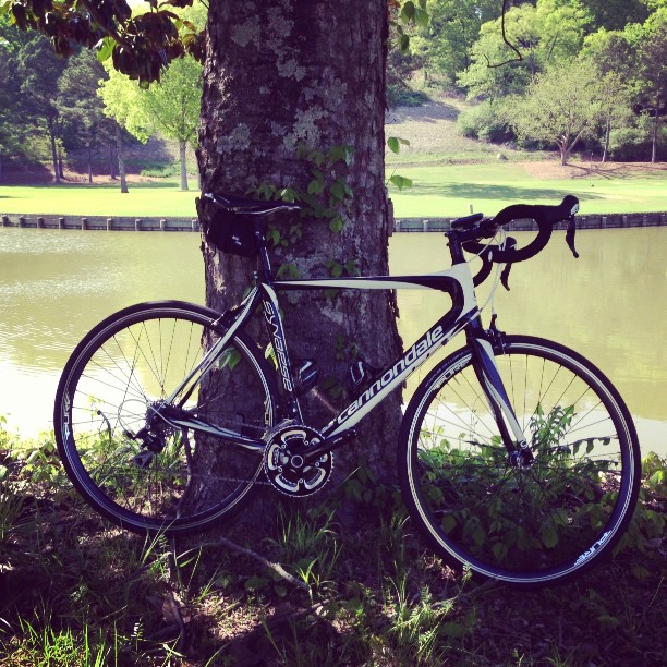 a bicycle leaning against a tree in front of a lake