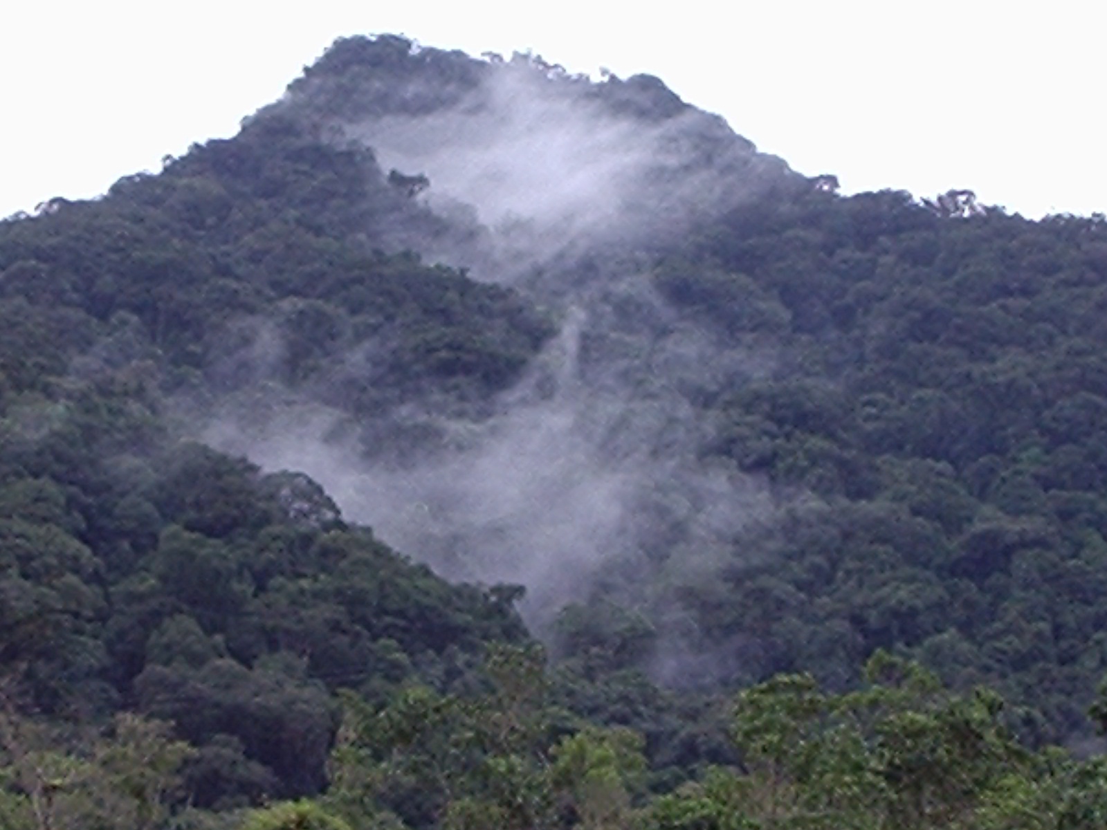 clouds cover the mountains behind trees in the wilderness