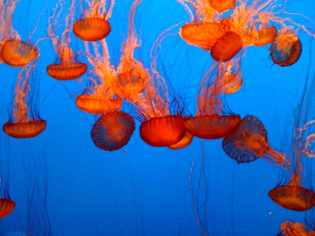 the underwater pograph shows various jellyfish in various stages of development