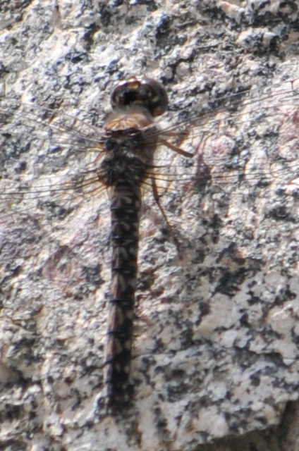 a small lizard is shown laying on top of the rock