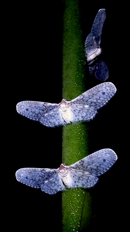 three moths that are sitting on a plant