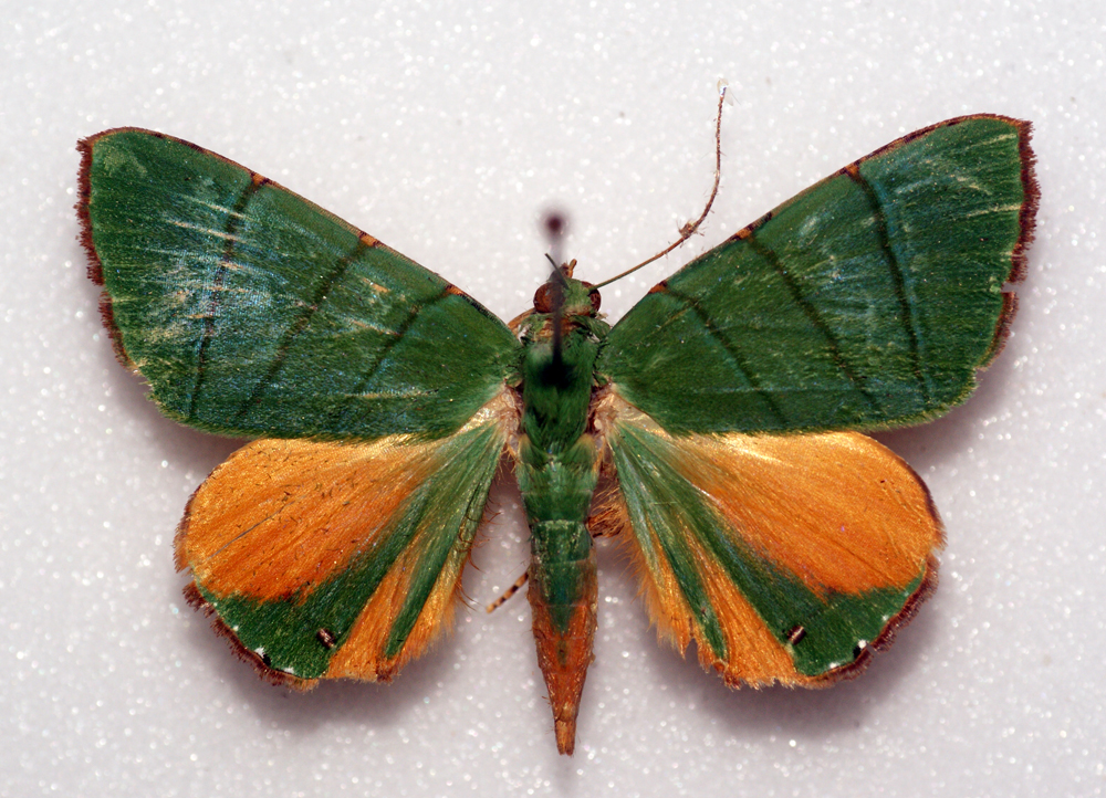 the moth has a colorful patch of body paint