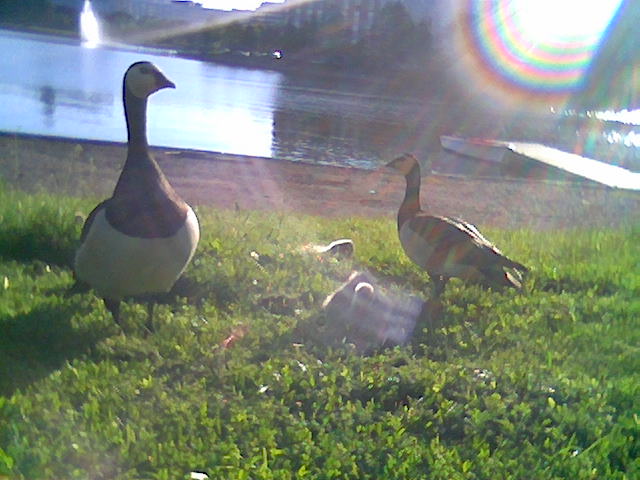 there are some geese in the grass by the water