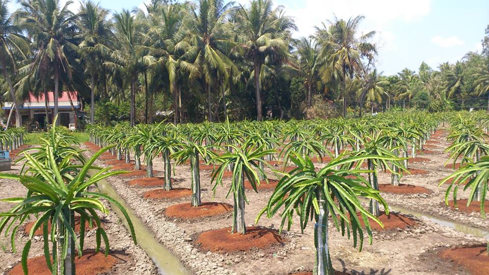 a large group of palm trees that have grown into plants