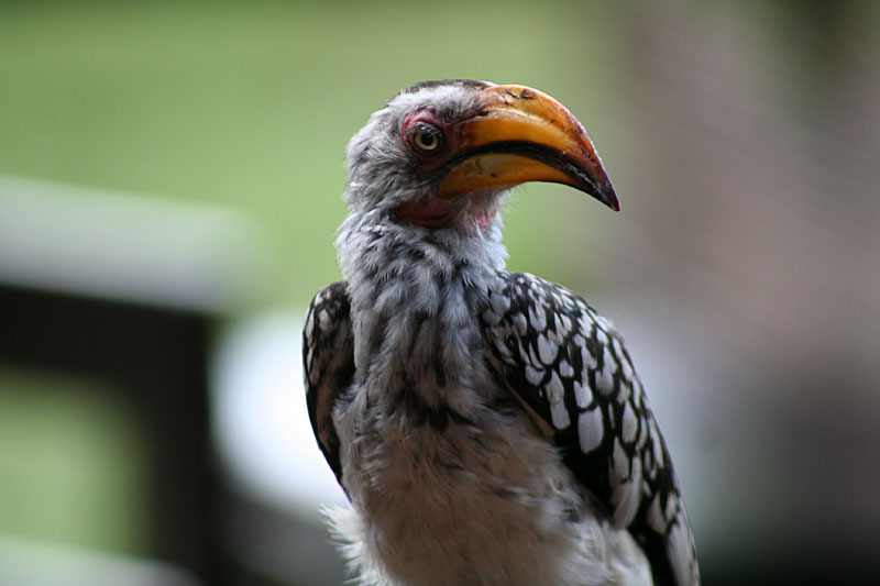 a close up of a small bird with yellow beak