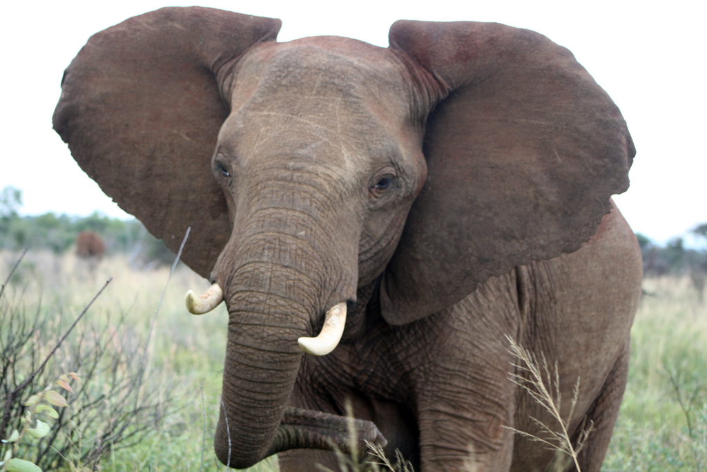 an elephant in grassy field with one ear spread out