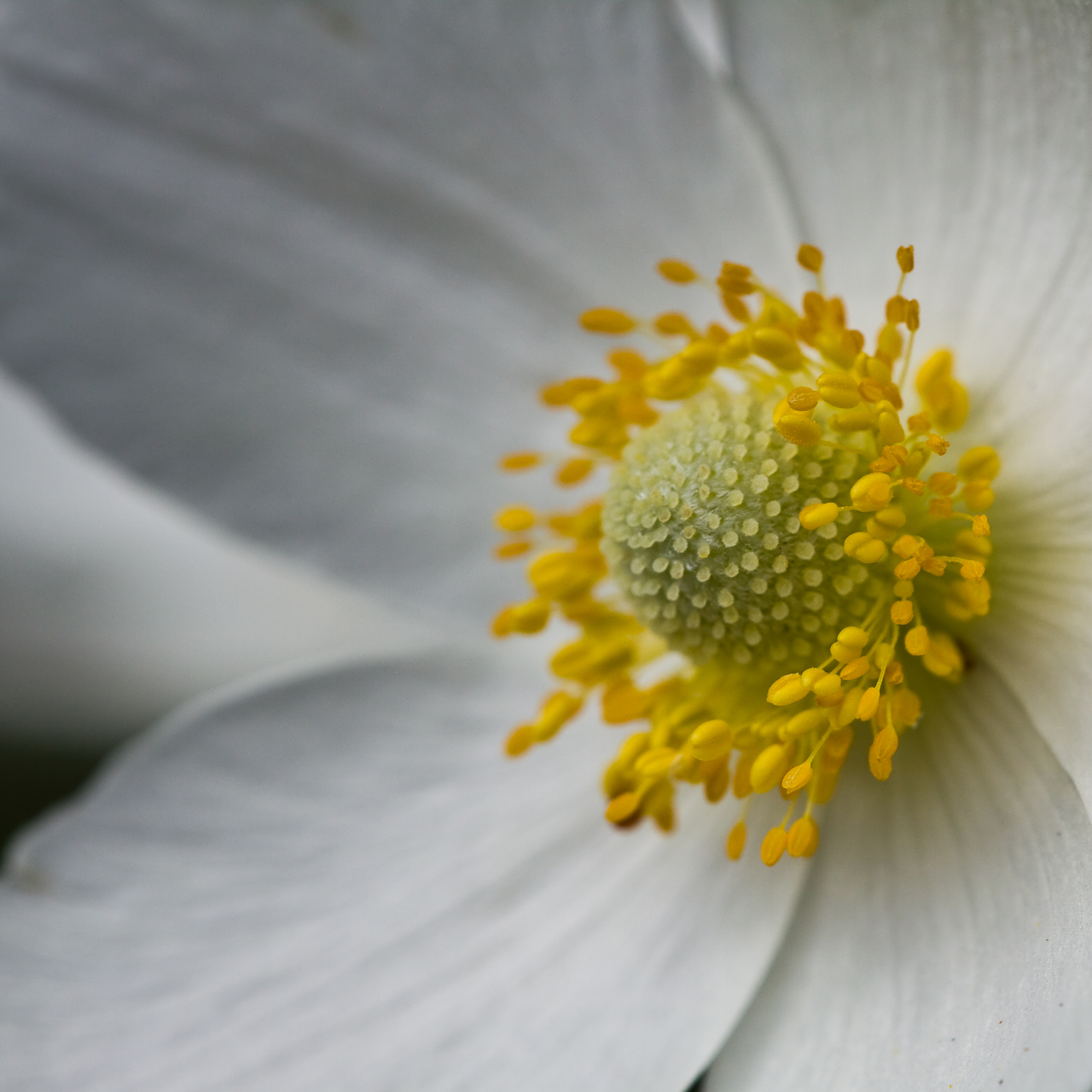 a close up of a white flower with some yellow stamen