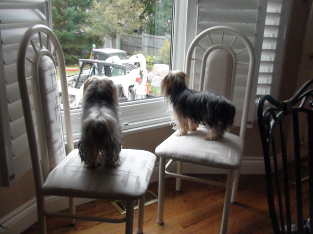 two small dogs standing on top of white chairs