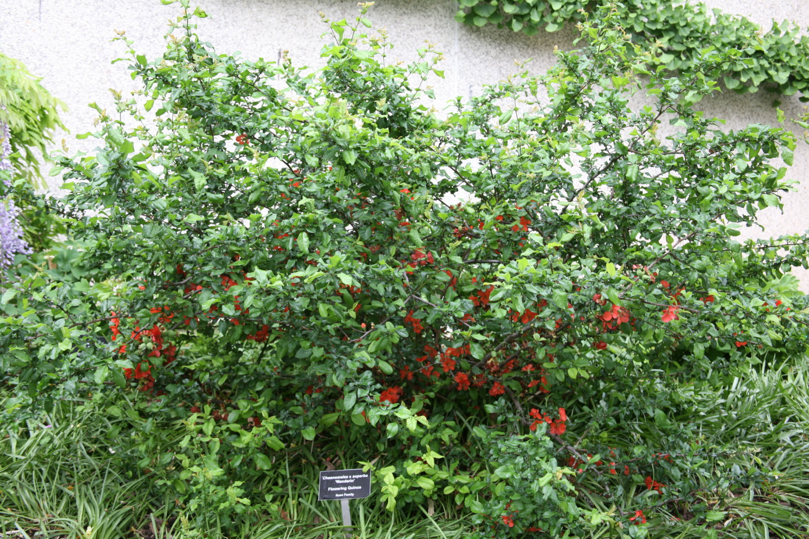 a bush with ripe berries and green leaves with a plaque for a garden marker