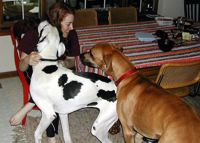 a woman in front of a dining table feeding a dog