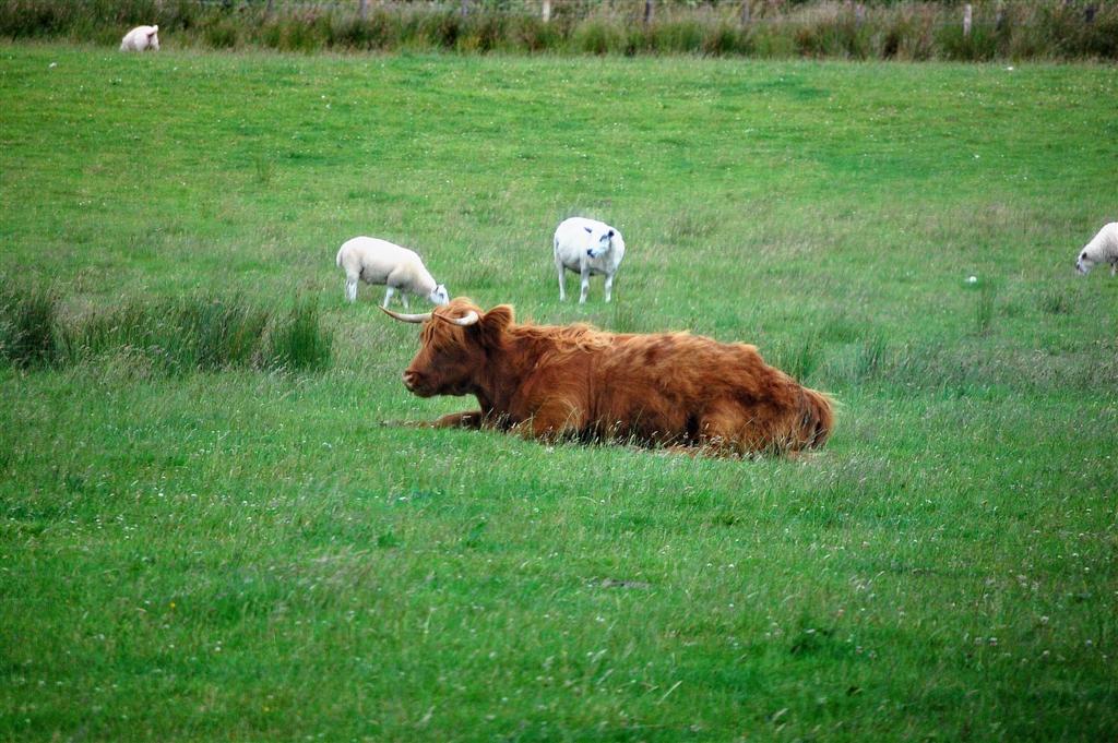 cows and sheep grazing on the pasture