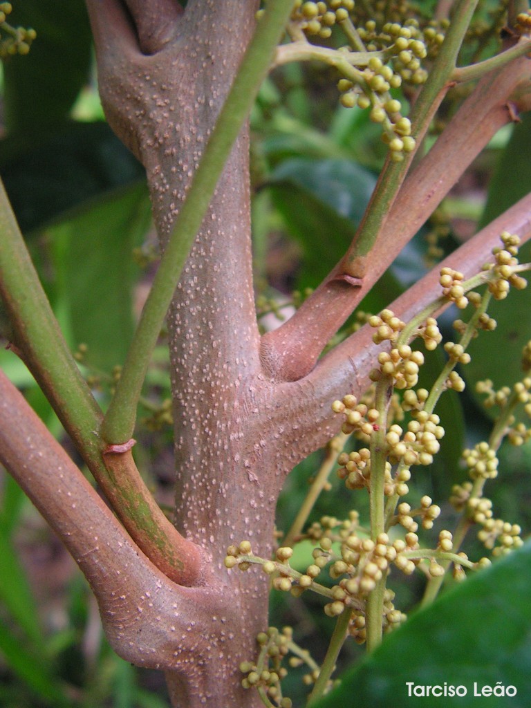 the buds on this tree are small, green