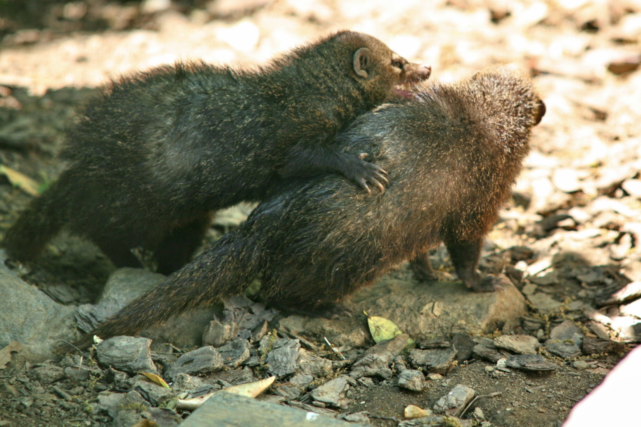 two small bears are playing on the ground