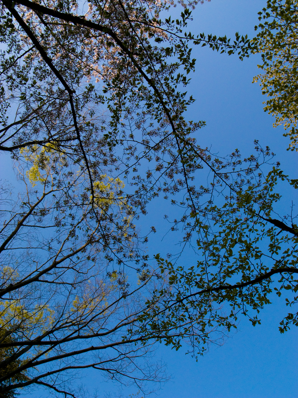 an airplane flies low by the tree tops