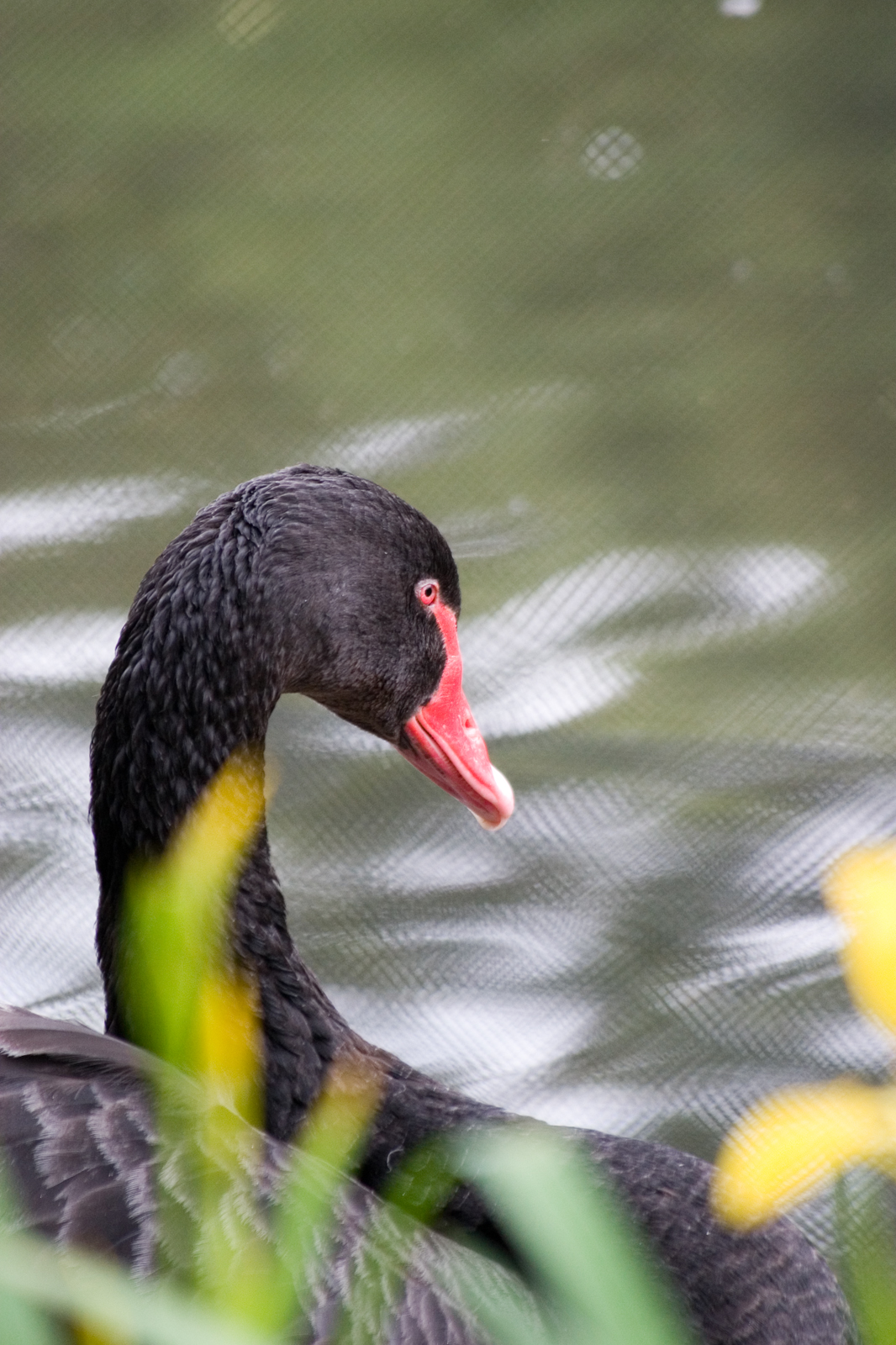 a black duck with a red beak and yellow tail standing in front of water