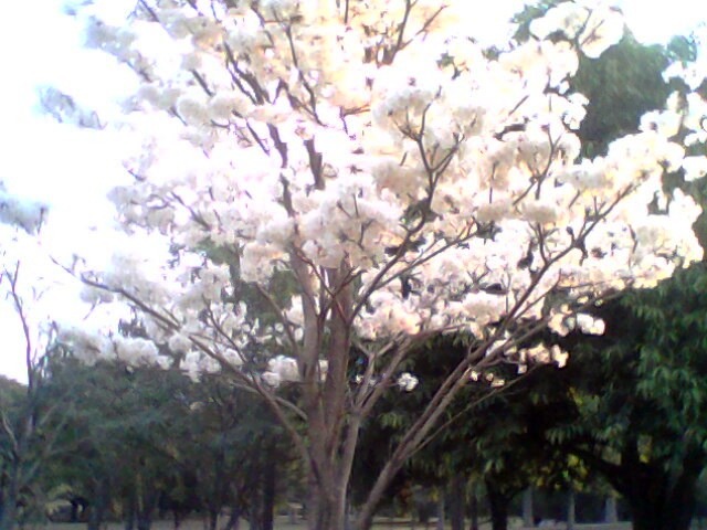 an image of a blossoming tree in bloom in a city park