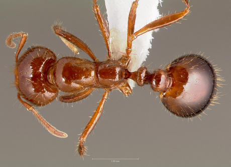 a close up image of an insect's body and head