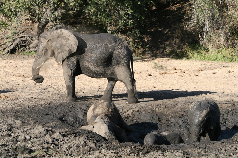 the elephant is digging into the mud in the mud