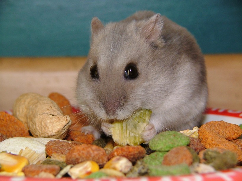 a hamster eating a snack of corn flakes and a peanut er