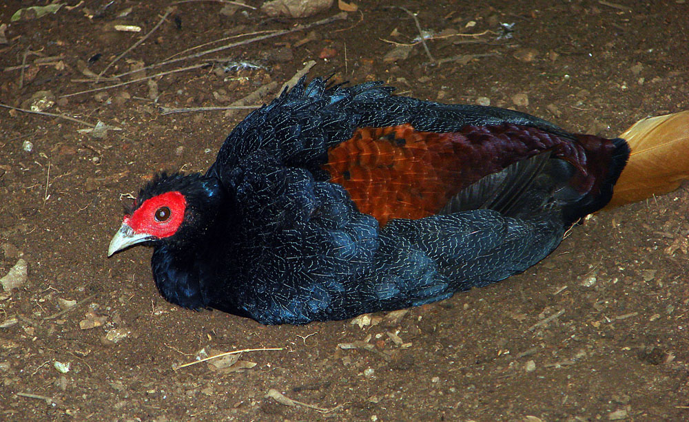 a colorful black bird is laying in the dirt