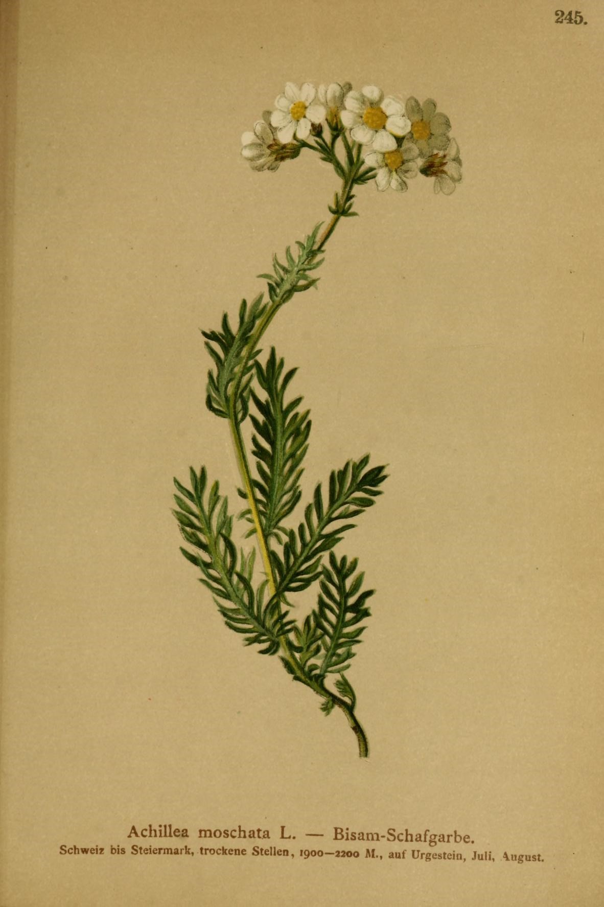 the drawing depicts a plant with flowers and leaves