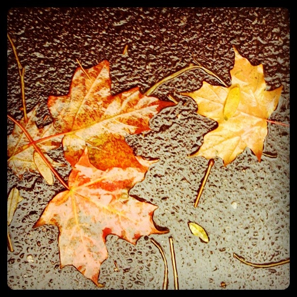 two autumn leaves are seen on a dle